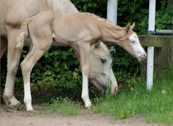 American Quarter Horse, Mare, Foal (05/2026), 14.2 hh, Palomino