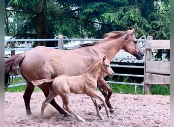 American Quarter Horse, Mare, Foal (06/2024), 14,2 hh, Palomino