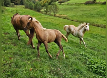 American Quarter Horse, Mare, , 14,2 hh, Palomino