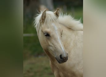 American Quarter Horse, Mare, Foal (03/2025), 14.2 hh, Palomino
