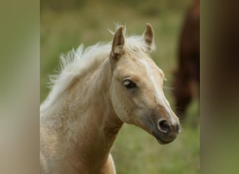 American Quarter Horse, Mare, Foal (03/2025), 14.2 hh, Palomino