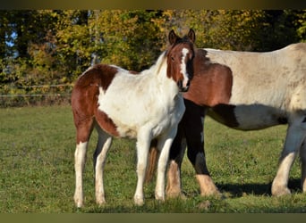 American Quarter Horse Mix, Mare, Foal (04/2023), 14.2 hh, Pinto