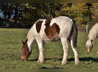 American Quarter Horse Mix, Mare, Foal (04/2023), 14.2 hh, Pinto