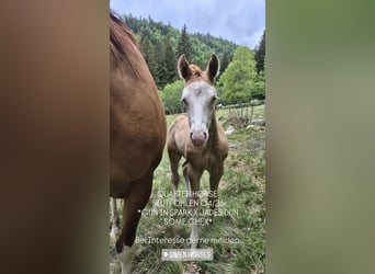 American Quarter Horse, Mare, Foal (04/2026), 14.2 hh, Red Dun