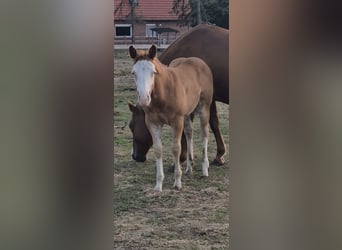 American Quarter Horse, Mare, Foal (05/2026), 14.2 hh, Red Dun