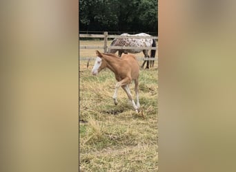 American Quarter Horse, Mare, Foal (05/2026), 14.2 hh, Red Dun