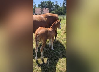 American Quarter Horse, Mare, Foal (05/2026), 14.2 hh, Red Dun