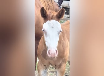 American Quarter Horse, Mare, Foal (05/2026), 14.2 hh, Red Dun