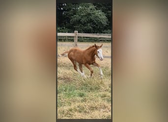 American Quarter Horse, Mare, Foal (05/2026), 14.2 hh, Red Dun