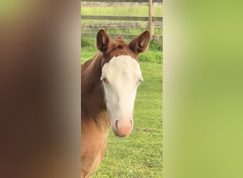 American Quarter Horse, Mare, Foal (05/2026), 14.2 hh, Red Dun