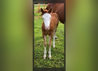 American Quarter Horse, Mare, Foal (05/2026), 14.2 hh, Red Dun