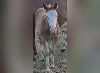 American Quarter Horse, Mare, Foal (05/2026), 14.2 hh, Red Dun