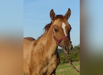 American Quarter Horse, Mare, Foal (05/2023), 14.2 hh, Red Dun