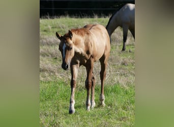 American Quarter Horse, Mare, Foal (05/2023), 14.2 hh, Red Dun