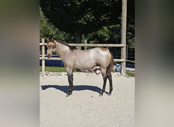 American Quarter Horse, Mare, Foal (03/2026), 14.2 hh, Roan-Bay