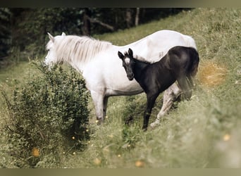 American Quarter Horse Mix, Stute, Fohlen (05/2024), 14,2 hh, Roan-Blue