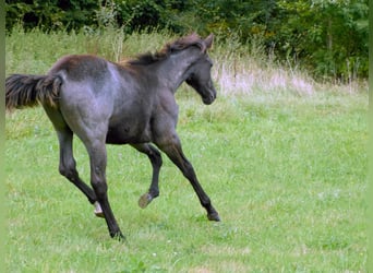 American Quarter Horse, Mare, Foal (04/2024), 14,2 hh, Roan-Blue