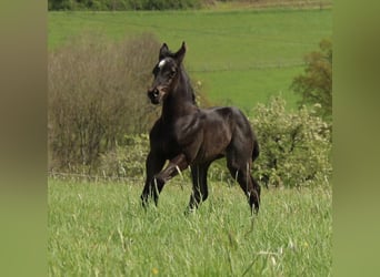 American Quarter Horse, Mare, Foal (04/2024), 14.2 hh, Roan-Blue