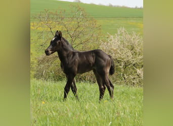 American Quarter Horse, Mare, Foal (04/2024), 14.2 hh, Roan-Blue