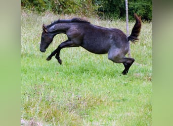 American Quarter Horse, Mare, Foal (04/2024), 14,2 hh, Roan-Blue