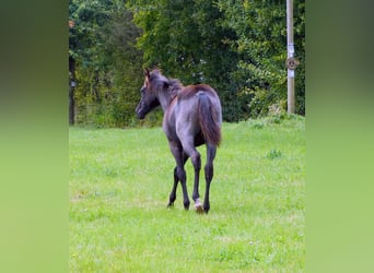 American Quarter Horse, Mare, Foal (04/2024), 14,2 hh, Roan-Blue