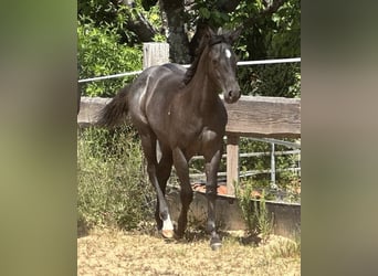 American Quarter Horse, Mare, Foal (03/2025), 14.2 hh, Roan-Blue American Quarter Horse, Mare, Foal (03/2025), 14.2 hh, Roan-Blue