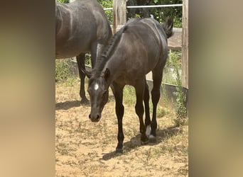 American Quarter Horse, Mare, Foal (03/2025), 14.2 hh, Roan-Blue American Quarter Horse, Mare, Foal (03/2025), 14.2 hh, Roan-Blue