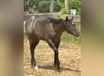 American Quarter Horse, Mare, Foal (03/2025), 14.2 hh, Roan-Blue American Quarter Horse, Mare, Foal (03/2025), 14.2 hh, Roan-Blue
