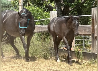 American Quarter Horse, Mare, Foal (03/2025), 14.2 hh, Roan-Blue American Quarter Horse, Mare, Foal (03/2025), 14.2 hh, Roan-Blue