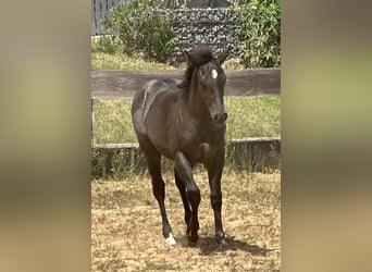 American Quarter Horse, Mare, Foal (03/2025), 14.2 hh, Roan-Blue American Quarter Horse, Mare, Foal (03/2025), 14.2 hh, Roan-Blue