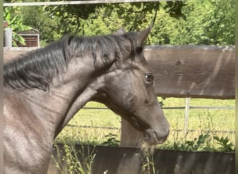 American Quarter Horse, Mare, Foal (03/2025), 14.2 hh, Roan-Blue American Quarter Horse, Mare, Foal (03/2025), 14.2 hh, Roan-Blue
