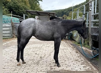 American Quarter Horse, Mare, Foal (03/2025), 14.2 hh, Roan-Blue American Quarter Horse, Mare, Foal (03/2025), 14.2 hh, Roan-Blue
