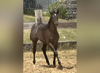 American Quarter Horse, Mare, Foal (03/2025), 14.2 hh, Roan-Blue American Quarter Horse, Mare, Foal (03/2025), 14.2 hh, Roan-Blue