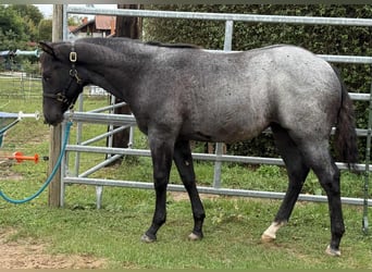 American Quarter Horse, Mare, Foal (03/2025), 14.2 hh, Roan-Blue American Quarter Horse, Mare, Foal (03/2025), 14.2 hh, Roan-Blue