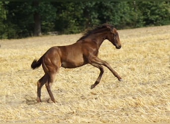 American Quarter Horse, Mare, Foal (04/2025), 14.2 hh, Smoky-Black