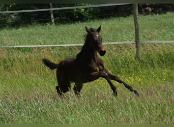 American Quarter Horse, Mare, Foal (04/2025), 14.2 hh, Smoky-Black