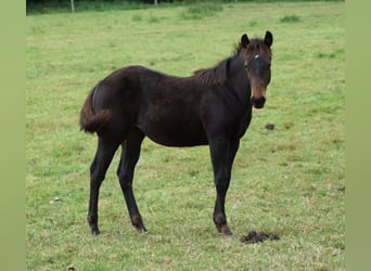 American Quarter Horse, Mare, Foal (04/2025), 14.2 hh, Smoky-Black