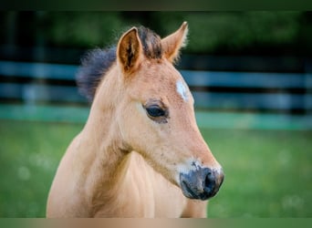 American Quarter Horse, Mare, Foal (04/2025), 14.2 hh