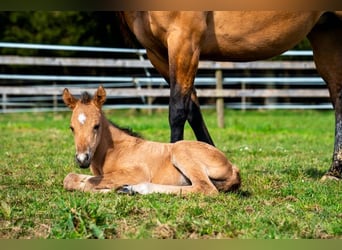 American Quarter Horse, Mare, Foal (04/2025), 14.2 hh