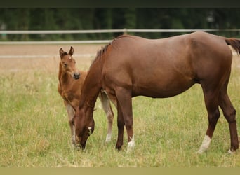 American Quarter Horse, Mare, Foal (04/2026), 14.3 hh, Brown