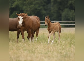 American Quarter Horse, Mare, Foal (04/2026), 14.3 hh, Brown