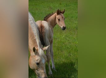 American Quarter Horse, Mare, Foal (04/2026), 14.3 hh, Buckskin