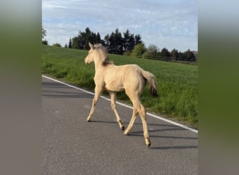 American Quarter Horse, Mare, Foal (04/2026), 14.3 hh, Champagne