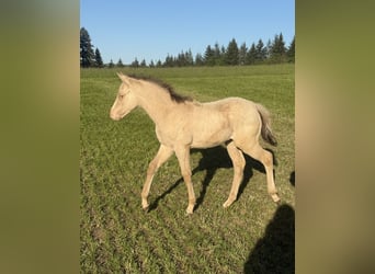 American Quarter Horse, Mare, Foal (04/2026), 14.3 hh, Champagne
