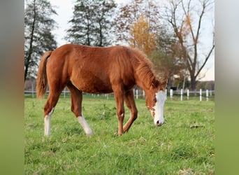 American Quarter Horse, Mare, Foal (03/2025), 14.3 hh, Chestnut-Red