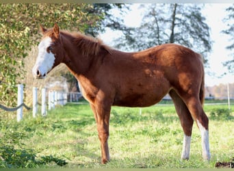 American Quarter Horse, Mare, Foal (03/2025), 14.3 hh, Chestnut-Red