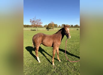 American Quarter Horse, Mare, Foal (01/2025), 14.3 hh, Chestnut-Red