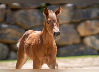 American Quarter Horse, Mare, Foal (05/2026), 14.3 hh, Chestnut