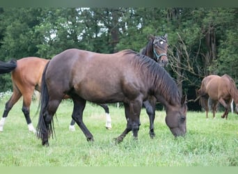 American Quarter Horse, Mare, , 14.3 hh, Chestnut