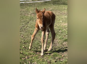 American Quarter Horse, Mare, , 14.3 hh, Chestnut